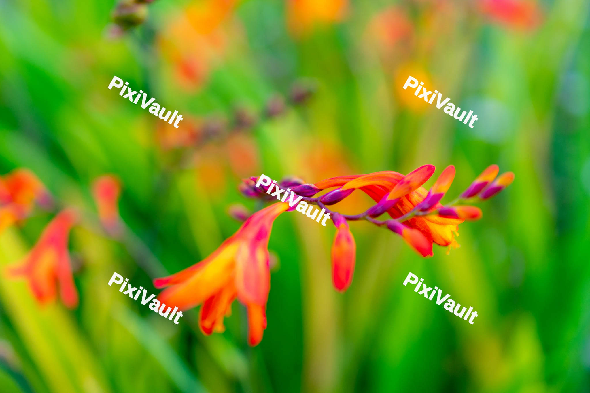 Montbretia